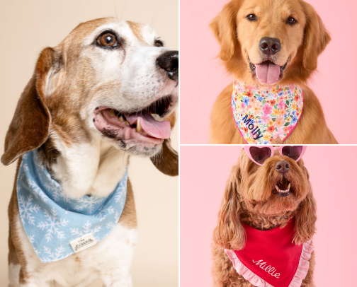 dog bandanas for every holiday cover photo collage