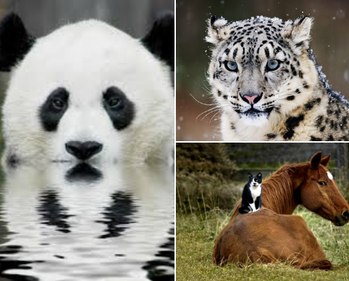 Animal Cognizance cover photo collage