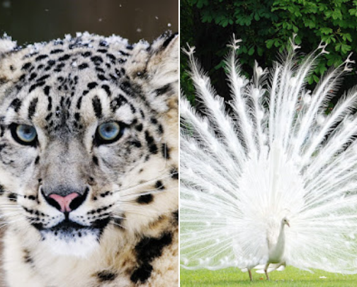 Animal Cognizance cover photo collage