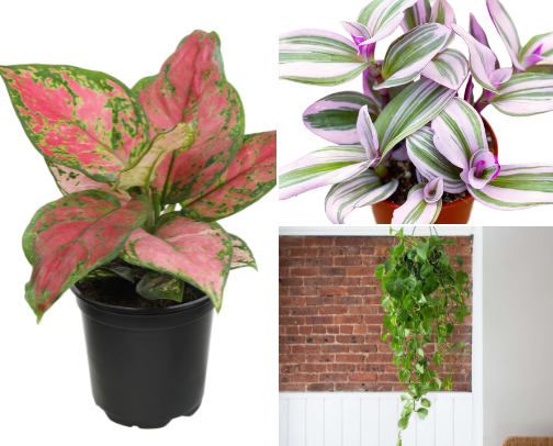 House Plants for Beginners!🪴 cover photo collage