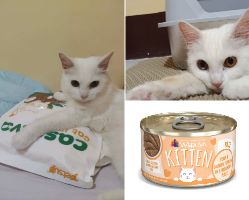 First-Time Cat Owner Essentials: Everything You Actually Need for a New Cat cover photo collage