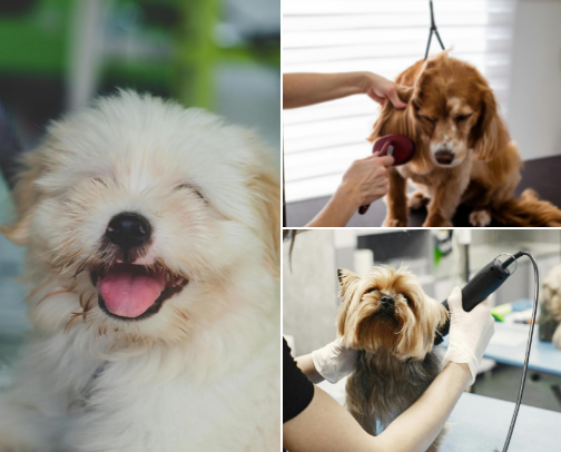 Mess-Free Pet Grooming Tools for Shedding Seasons cover photo collage