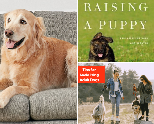 Animal behavior cover photo collage