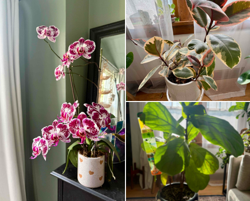 Green Thumb: Indoor Plants 🪴 💚 cover photo collage