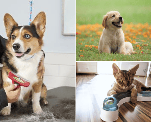 PetSmart for Every animals needs cover photo collage