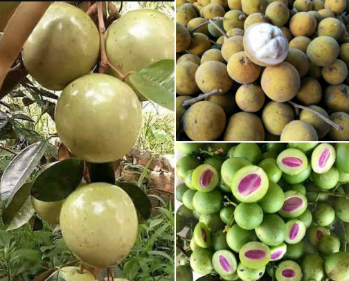Original fruit from indonesia cover photo collage