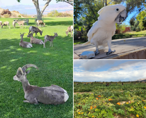 Vegas Like a Local 🌴 Hidden Gems and Real Favorites cover photo collage