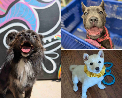 Pups & Pet Parent lifestyle cover photo collage