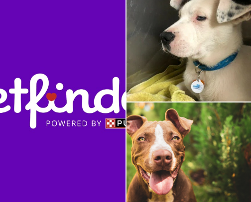 How To Help Animals & Rescues cover photo collage