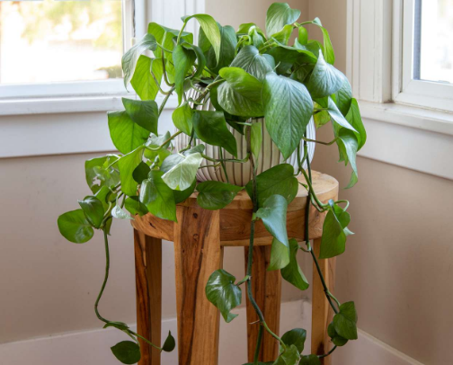 Top 3 Beginner Friendly Plants cover photo collage
