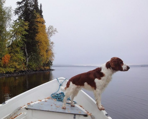 All about pets cover photo collage