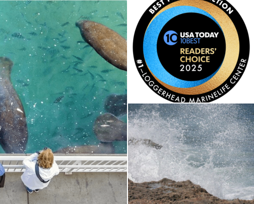 Free Florida Kid Adventures cover photo collage