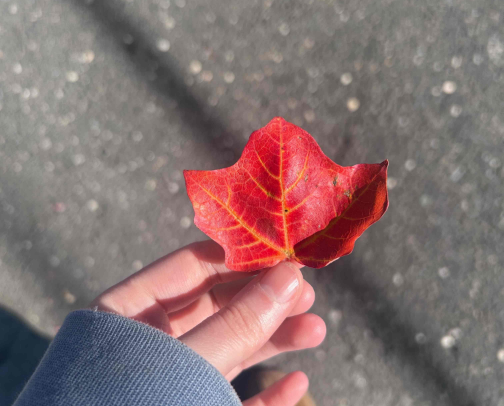 My autumn wishlist cover photo collage
