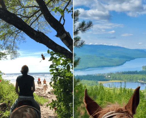 Horse Travel and Trips cover photo collage