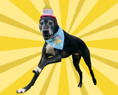 Great Dane Approved: Senior Edition cover photo collage