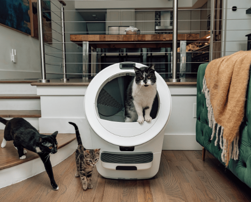 Crazy Cat Lady cover photo collage