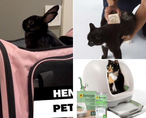Kitty cats cover photo collage