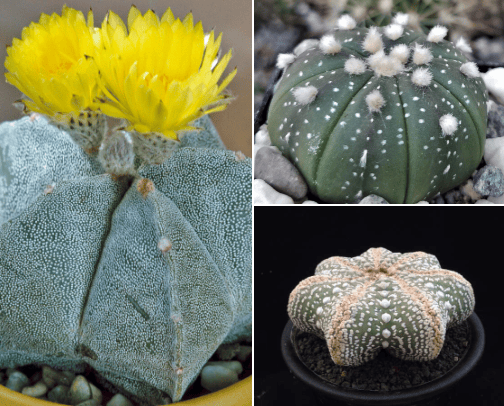 Fashionable Сactus Astrophytum cover photo collage