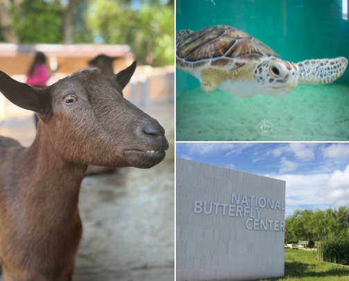 kid-friendly things to do in the rio grande valley cover photo collage