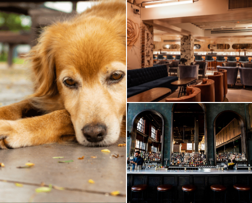 Best Bars in Denver cover photo collage