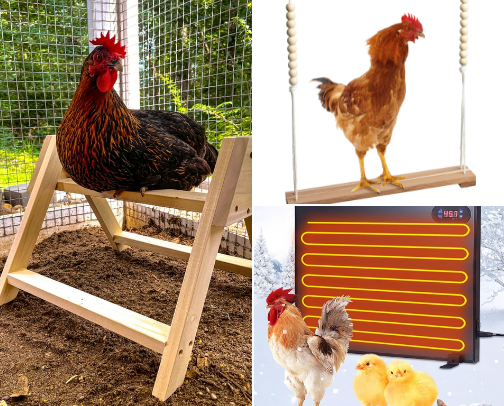 Feathered friends opportunity for greatness. From coop to your table. cover photo collage