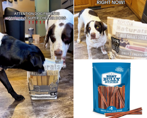 Amazing Dog Must-Haves 🐾 cover photo collage