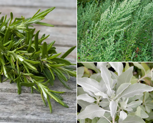 Magical Herbs and Plants 🌿 cover photo collage