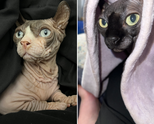 Sphynx-Cat Survival Kit: Skin, Warmth, and Wellness cover photo collage