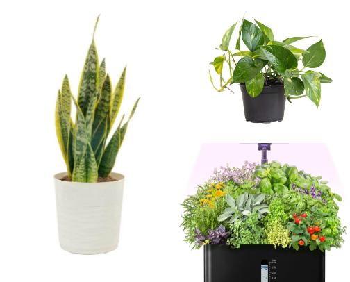 Plant Hoarding cover photo collage