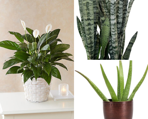 Leaf & Lather: Plants That Love Your Bathroom cover photo collage