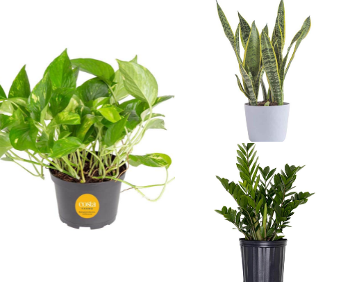 so you want to get into plants? cover photo collage