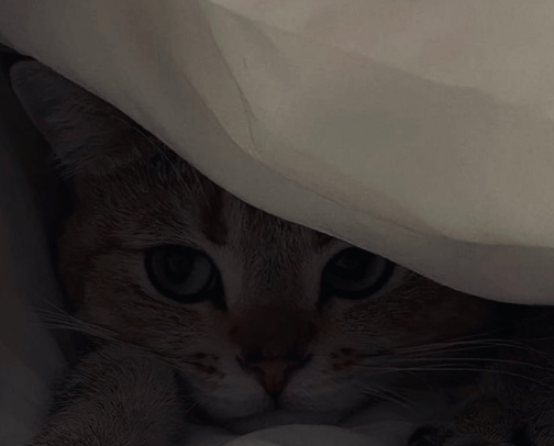 everything for cats🐱 cover photo collage
