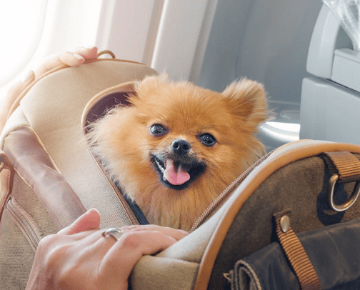 Airline-Approved Pet Carriers — Travel Easy cover photo collage