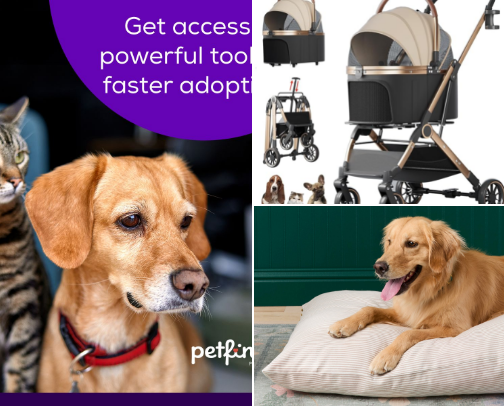 Pet finds - events and pet must have products cover photo collage