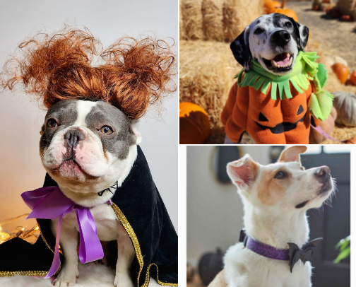 Howl-o-ween Favorites 🐶🎃 cover photo collage