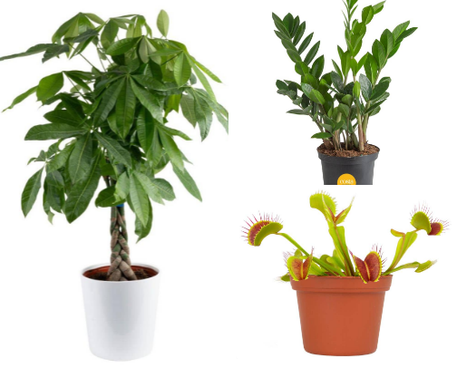 Plants 🪴 🌱 cover photo collage