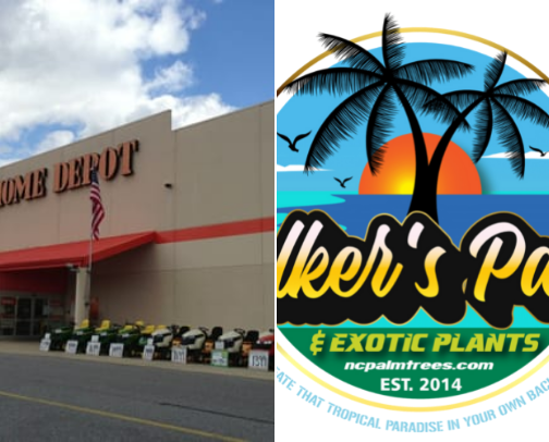 Home Depot a good place to find Discount plants in the back!!! cover photo collage