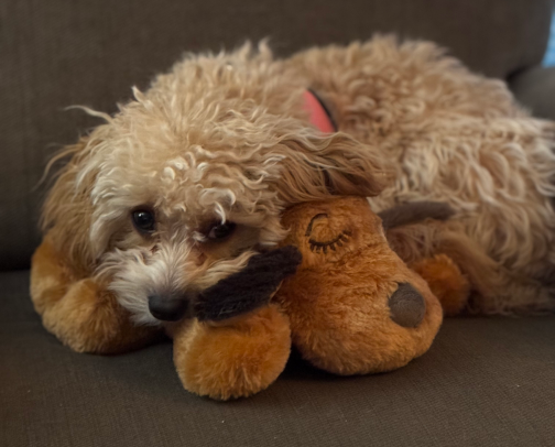 Everyday Puppy Essentials for Work-From-Home Dog Parents cover photo collage