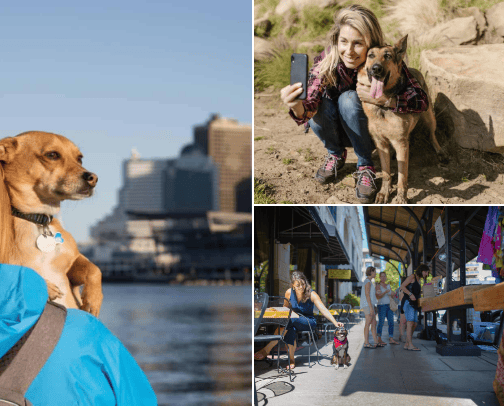 Dog-Friendly Travel Destinations: Exploring the World with Your Pup cover photo collage