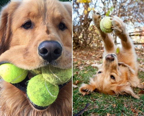 Dogs playroom cover photo collage