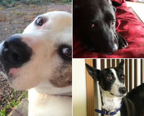 Fearful dogs don't have to stay scared—here's what works cover photo collage