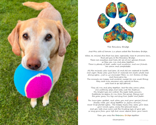 🌈 Healing After Pet Loss: Inspired by Rooney cover photo collage
