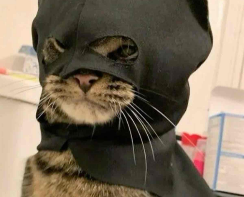 Batman Basics cover photo collage