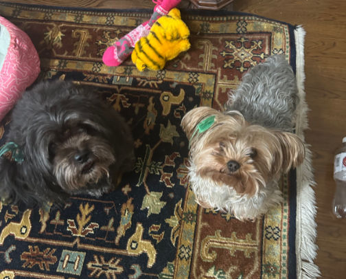 My dogs favorite items cover photo collage