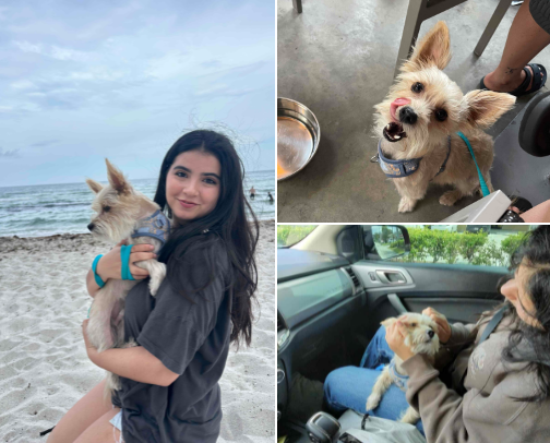 everything you need for a small dog:) cover photo collage