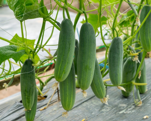 Cucumbers cover photo collage