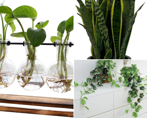 A Green Oasis at Home: Recommended Indoor & Outdoor Plants for Air Purification and Aesthetics cover photo collage