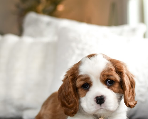 Dog Essentials cover photo collage