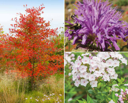 Best Native Plants to Plant in Chicago This Fall (Plus Garden Essentials) cover photo collage