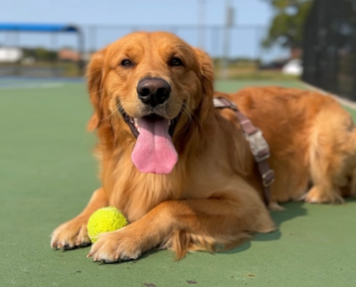 Dog Products that are ACTUALLY worth it (Golden Retriever Approved) cover photo collage